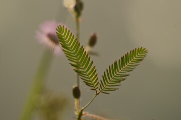 Selective focus shot of a plant isolated on a blurred background