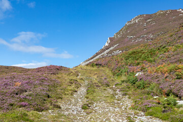 Granuaile Loop Walk Trail cover by flowers and vegetation