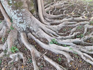 roots in the forest