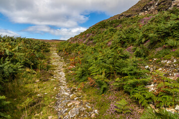 Granuaile Loop Walk Trail cover by flowers and vegetation