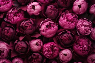 Rollo Pfingstrosen Bright pink and purple beautiful peonies pattern. Wedding decoration background. Backdrop for greeting card, banner for valentine day and women day