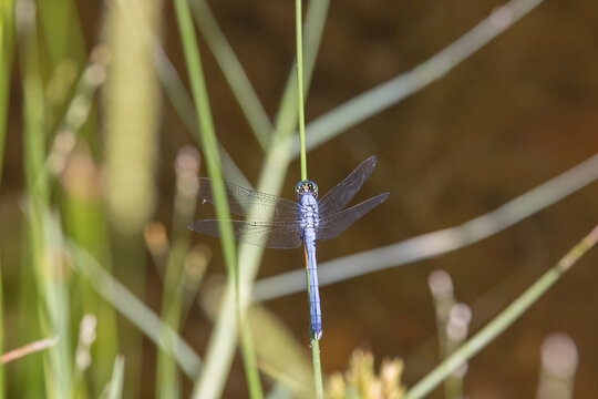 An eastern pondhawk dragonfly perched on a twig.