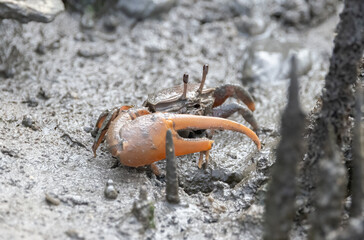 An Atlantic mangrove fiddler crab displaying its large claw.