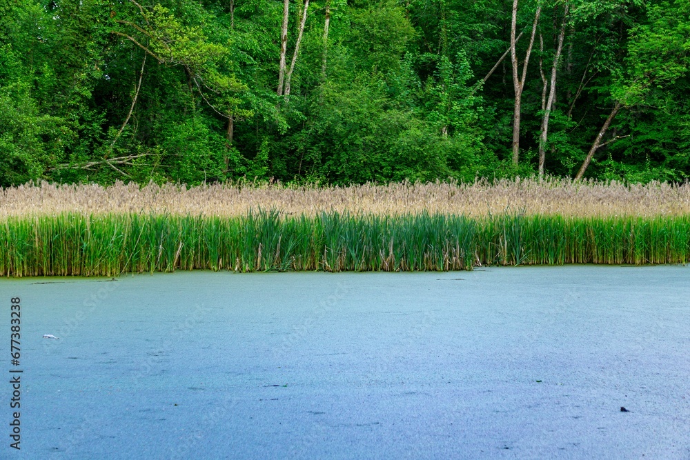 Sticker Phragmites australis reeds grown alongside a calm lake with the green forest in the background