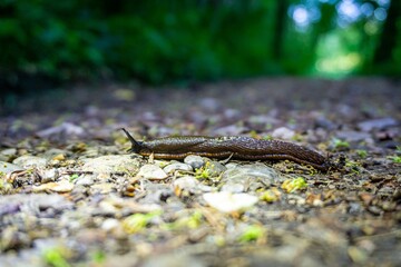 Closeup of a land slug (Limax cinereoniger) on the ground in a forest on the blurred background