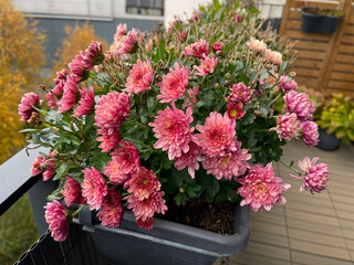 Fototapeta na wymiar Beautiful blooming vibrant pink Chrysanthemums autumn balcony flowers in decorative flower pot hanging on balcony terrace fence in autumn winter time