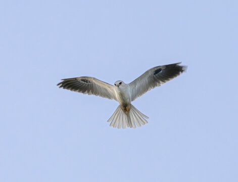 White-tailed kite (Elanus leucurus) hovering in the sky over seashore, Galveston, Texas