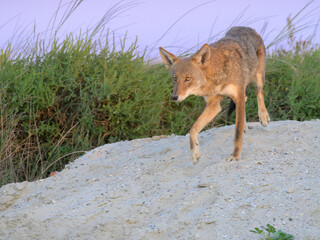 Coyote (Canis latrans) on sand dune at sunset, Galveston, Texas.