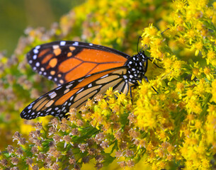 Monarch butterfly (Danaus plexippus) feeding from seaside goldenrod (Solidago sempervirens) flowers during the autumn bloom, Galveston, Texas, USA.