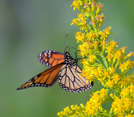 Monarch butterfly (Danaus plexippus) feeding from seaside goldenrod (Solidago sempervirens) flowers during the autumn bloom, Galveston, Texas, USA.