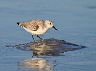 Sanderling (Calidris alba) feeding on a dead jellyfish at the ocean coast, Galveston, Texas.