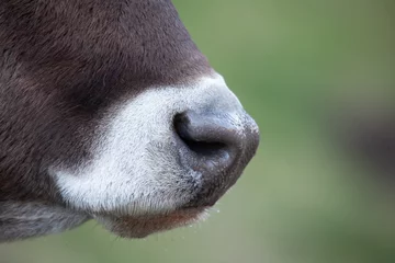 Fotobehang Detail of cow © Fotovideonaturaalpi