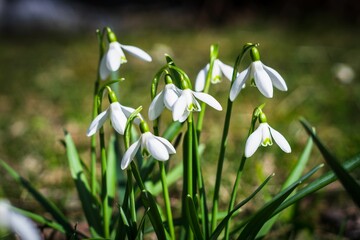 Close-up shot of snowdrops growing in a garden