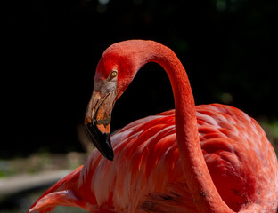close up of a flamingo - 677385280