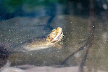 Closeup shot of a northern snake-necked turtle in the water