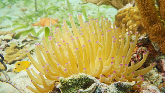 A giant Caribbean sea anemone Condylactis gigantea underwater in the Caribbean sea, natural scene, Central America, Panama, Bocas del Toro