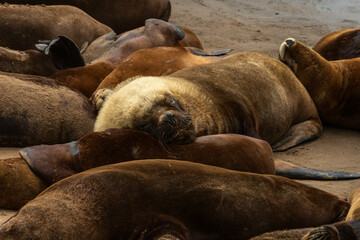 Sea lions resting on the beach.