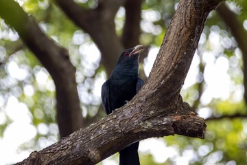 A male Asian Koel, Eudynamys scolopaceus