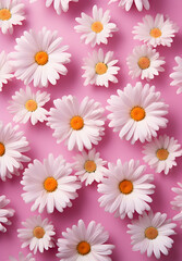 Obraz premium Whimsical Blooms: White Daisy Flowers on Sea Pink Background with Creative Copy Space - Valentine's Day. Love Card 