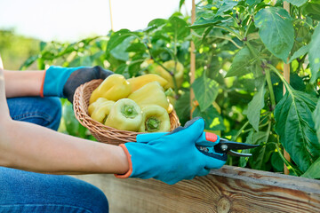Obraz premium Woman cutting ripe yellow sweet bell peppers into basket from garden