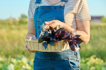 Harvest purple basil in basket in woman hands, farmer's market, nature background