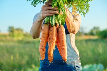 Deurstickers Close-up of harvest of carrots in hands of female farmer, farmer's market © Valerii Honcharuk