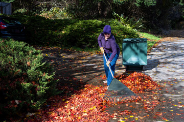 Middle aged woman raking colorful maple leaves off a residential sidewalk on a sunny fall day
