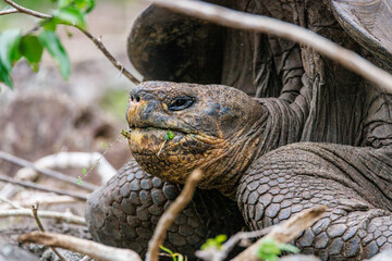 Tortise in Galapagos, eating
