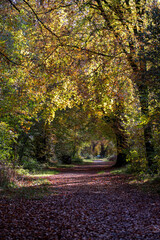 Naklejka premium English woodland in autumn or fall. Colourful leaves.