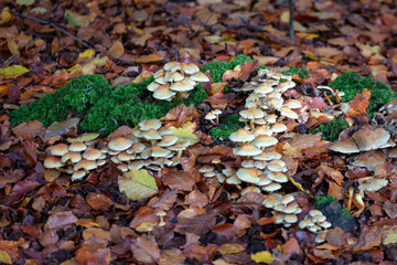 Fungi growing amongst autumn leaves on the forest floor.