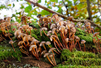 mushrooms in the forest