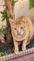 Orange cat with orang eyes looking at camera
