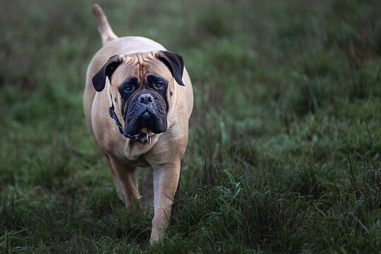 2023-11-12 LARGE FAEN COLORED BULL MASTIFF WALKING IN A GRASS FIELD AT THE MARYMOOR OFF LEASH DOG PARK IN REDMOND WASHINGTON