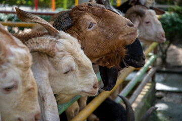 Goats in wooden shelter of goat farm