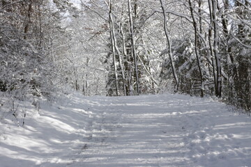 Obraz premium a road in a forest or park covered with snow in winter along with surrounding bushes and trees and Christmas trees in Hesse, Germany