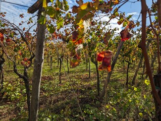 vigneto in autunno - puglia, salento, taranto, italy