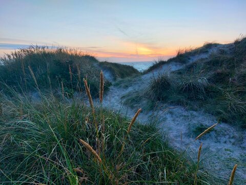 Bushes of the short-stemmed sandworm on the beach at sunset with a blue sky in the background