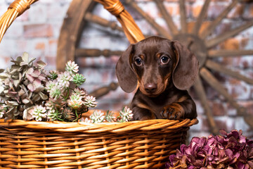 Dog dachshund brown-tan colors, dog portrait
