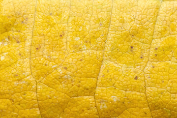 Solid yellow organic background from a senescing soybean leaf, inidicating autumn has arrived.