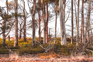 eucalyptus tree trunks in grove alongside road