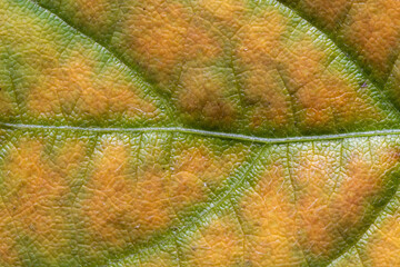 Yellow and green organic background from a senescing soybean leaf.