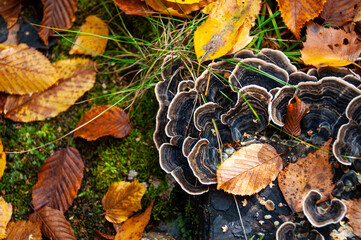 Large Trametes versicolor among brown and yellow fallen beech leaves