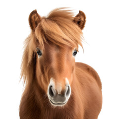 Shetland pony horse close-up isolated on transparent background