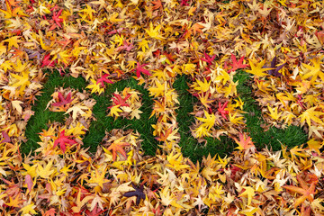 Fall text written in Colorful Maple leaves in Autumn