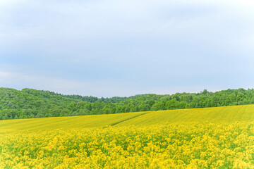 Obraz premium 安平町の菜の花畑
