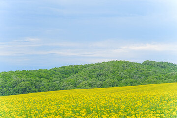 安平町の菜の花畑