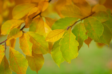 Salad and yellow leaves of autumn magnolia. Photo of magnolia leaves close-up