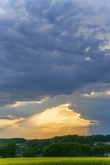 安平町の菜の花畑