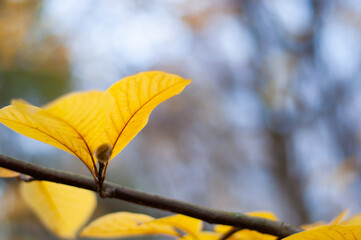 Magnolia branch with yellow leaves on a blurred background