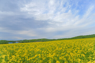 Fototapeta premium 安平町の菜の花畑